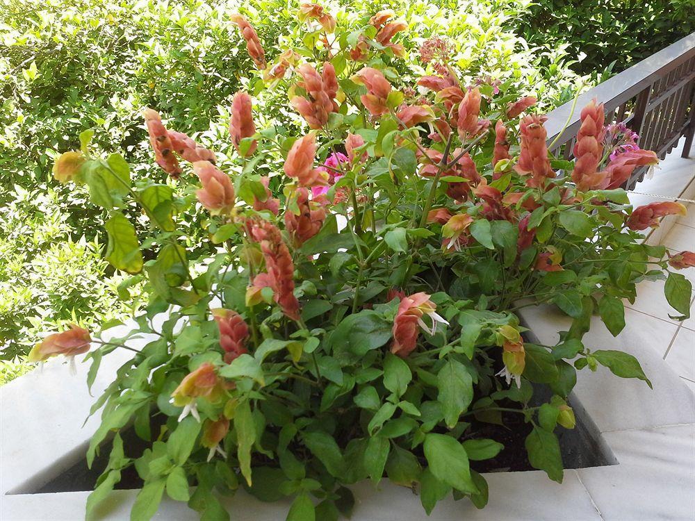 Amaril Apartment Platanes  Luaran gambar